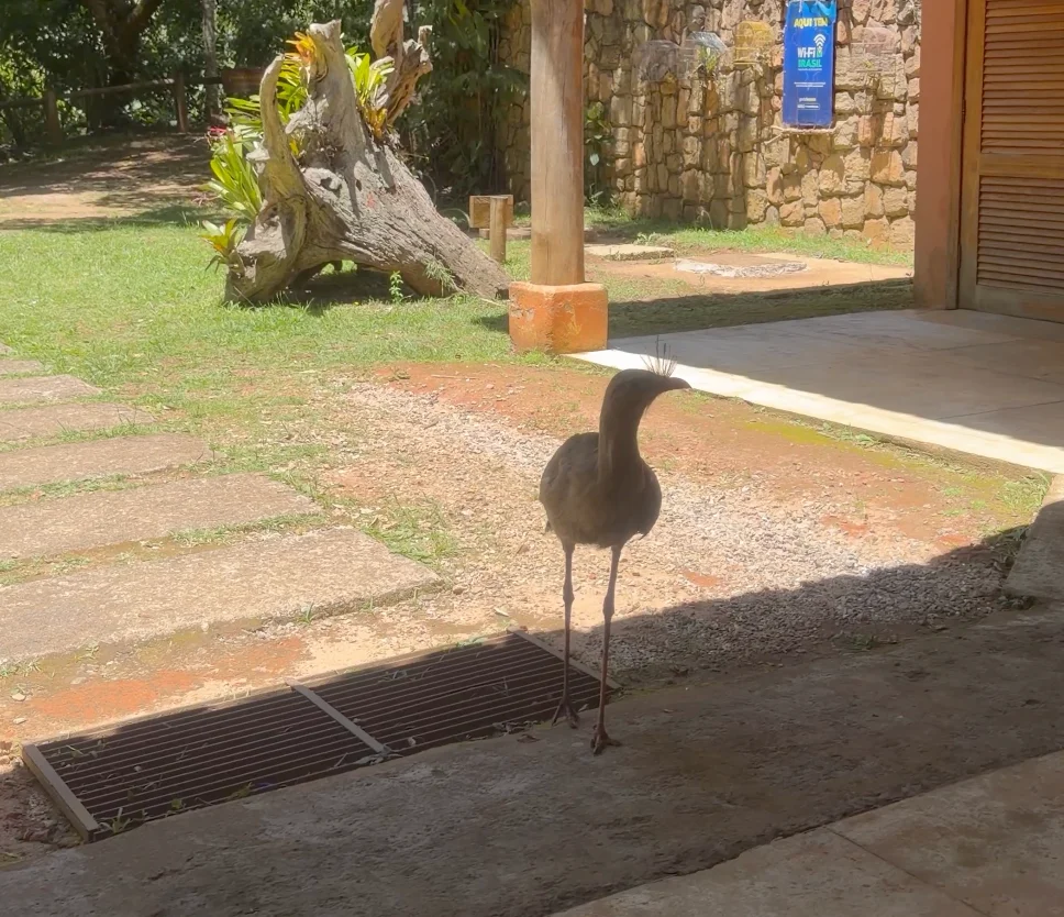 Ave nativa da mata atlântica avistada no Parque Estadual do Forno Grande, Castelo ES