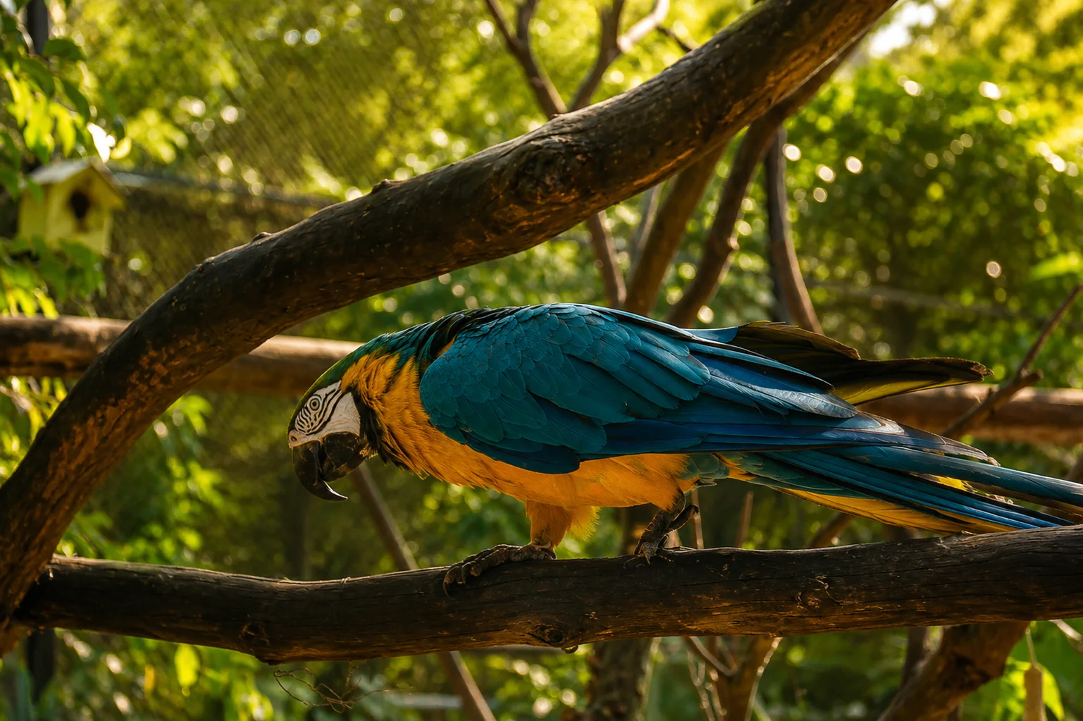 Arara-canindé no viveiro de imersão do Zoo Park da Montanha, Domingos Martins ES